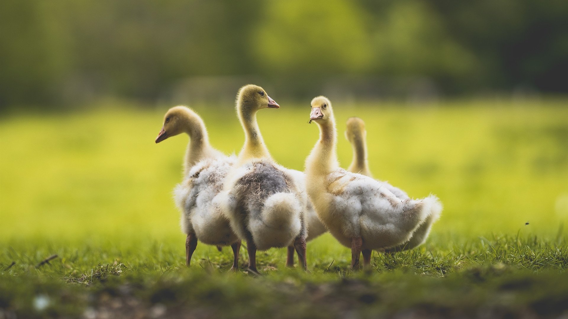 九游电竞-青年才俊：实力派新星在赛场上的闪耀表现，青年才俊 百度百科