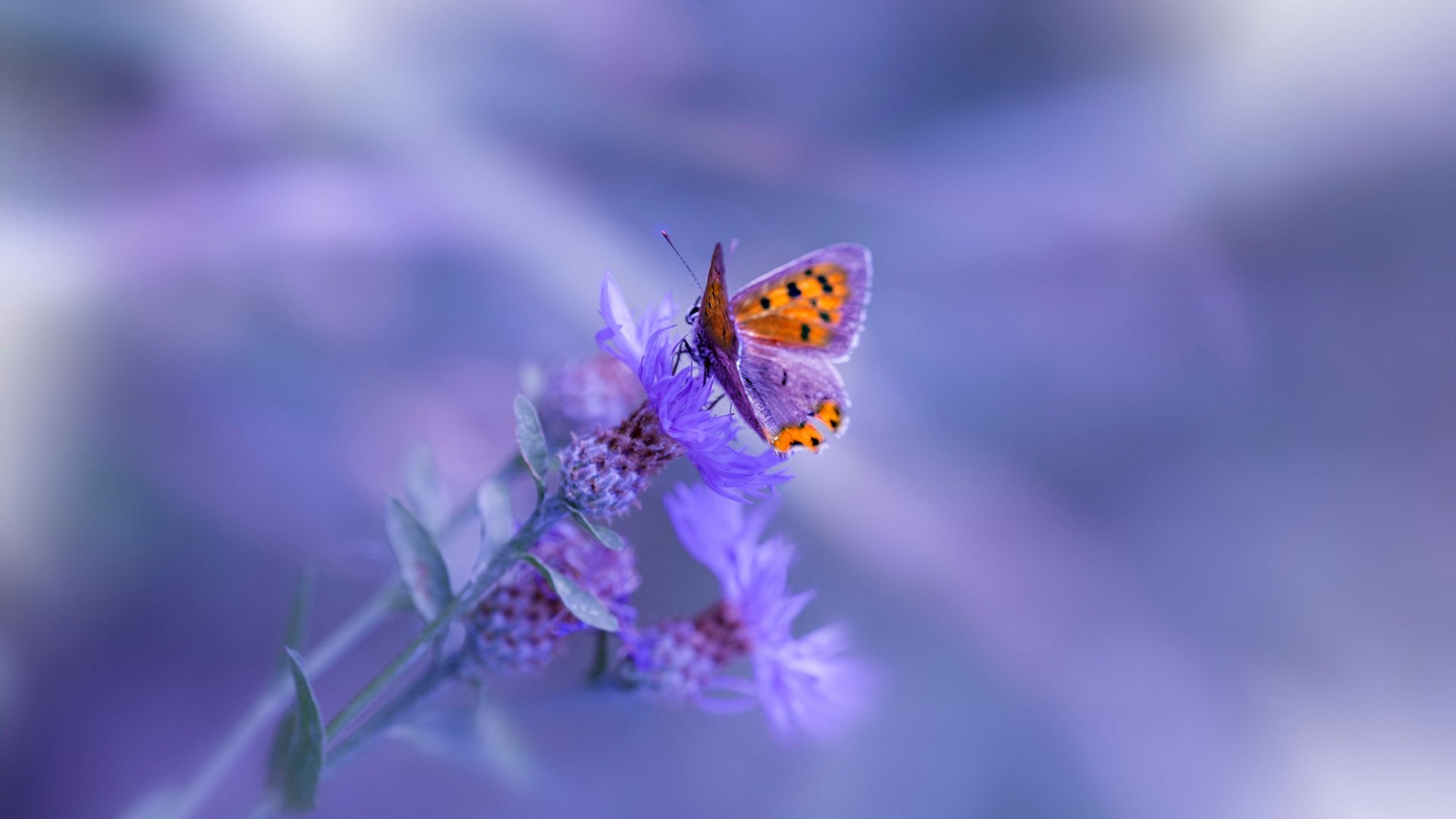 九游电竞资讯-CBA球队提高临场应变能力应对复杂局面，cba赛前训练