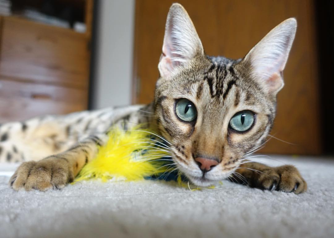 九游下载电脑版官网-中国男篮构建核心战术系统提升联动性，中国男篮构建核心战术系统提升联动性的原因