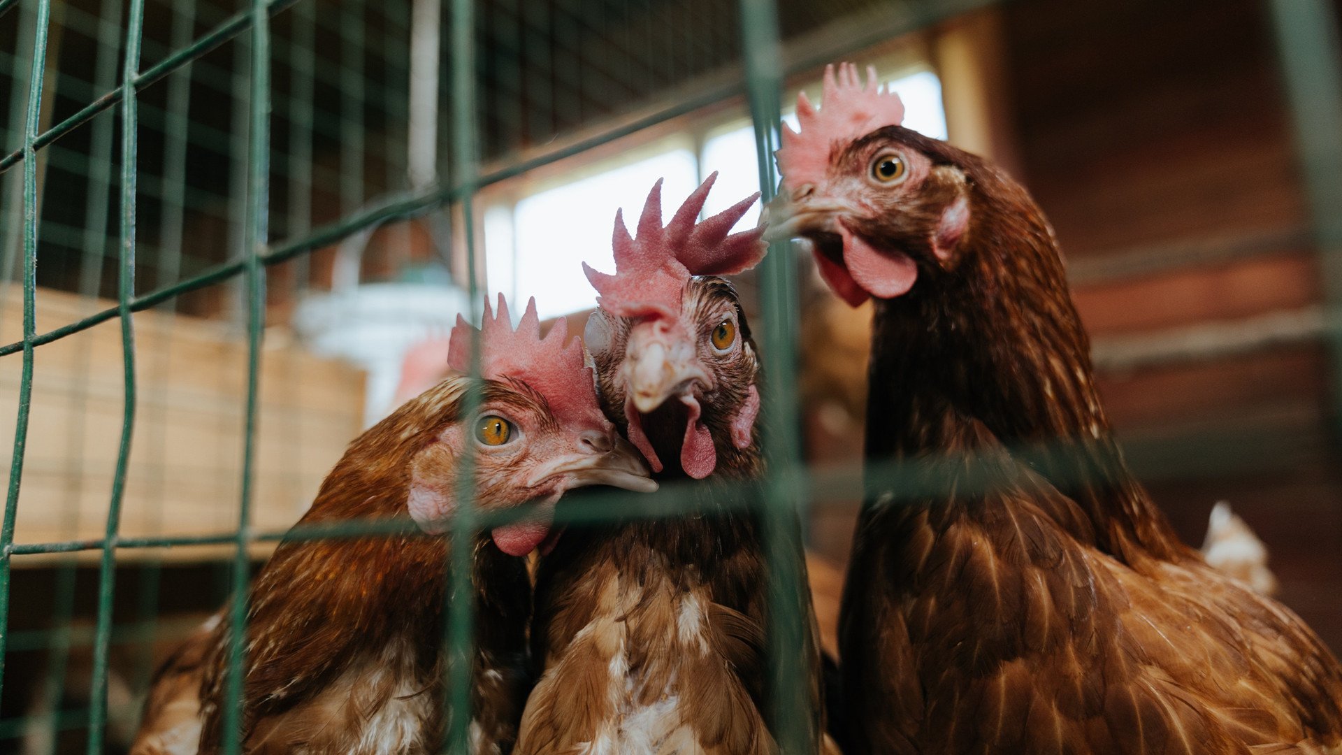 九游体育网页版-亚洲杯中国足球逆袭 球迷感叹球队进步明显，中国足球队亚洲杯亚军阵容