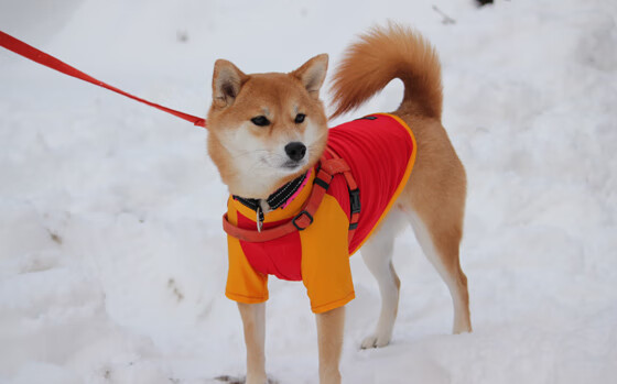 九游电竞站-前场围抢成功助力闪电破门，前场抢断