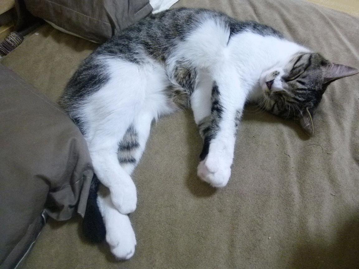 印度乒乓赛制变革:新赛制对球员的影响,印度乒乓球队