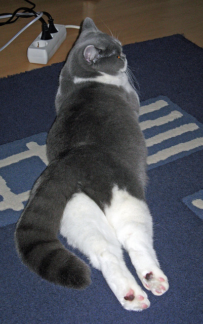 后腰长距离推进能力是否决定比赛破局可能性,后腰对球队的重要性